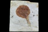 Detailed Fossil Leaf (Zizyphoides) - Montana #75487-1